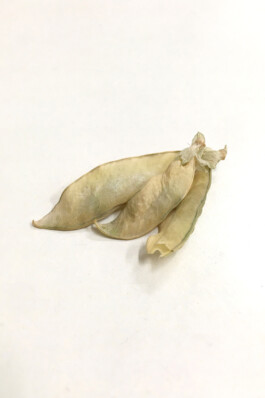 Jari Genser | Visual Artist